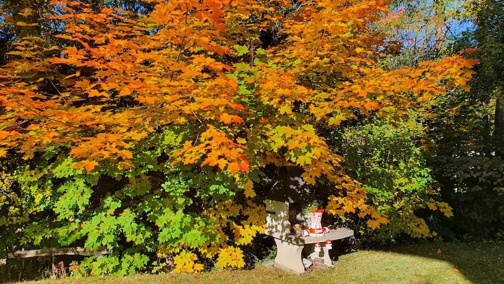 Garden view