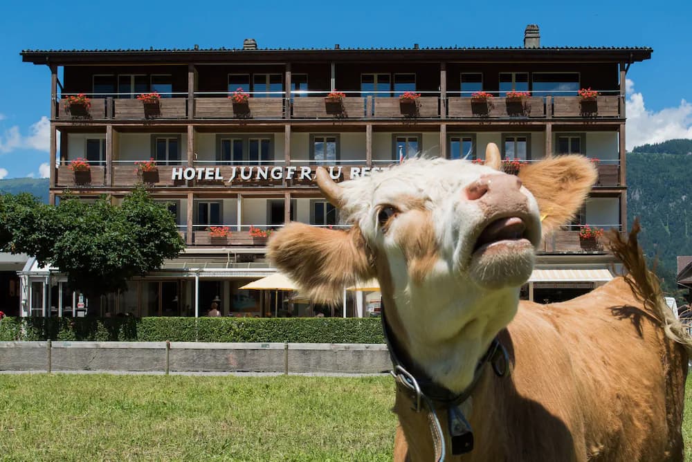 Primary image