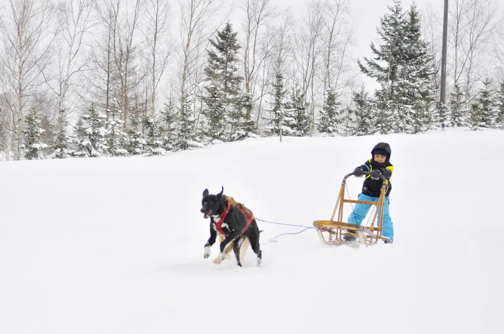 Sledding