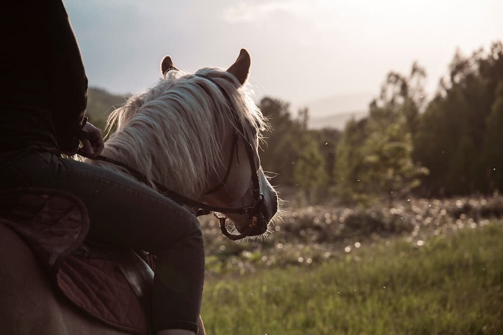 Horseback riding