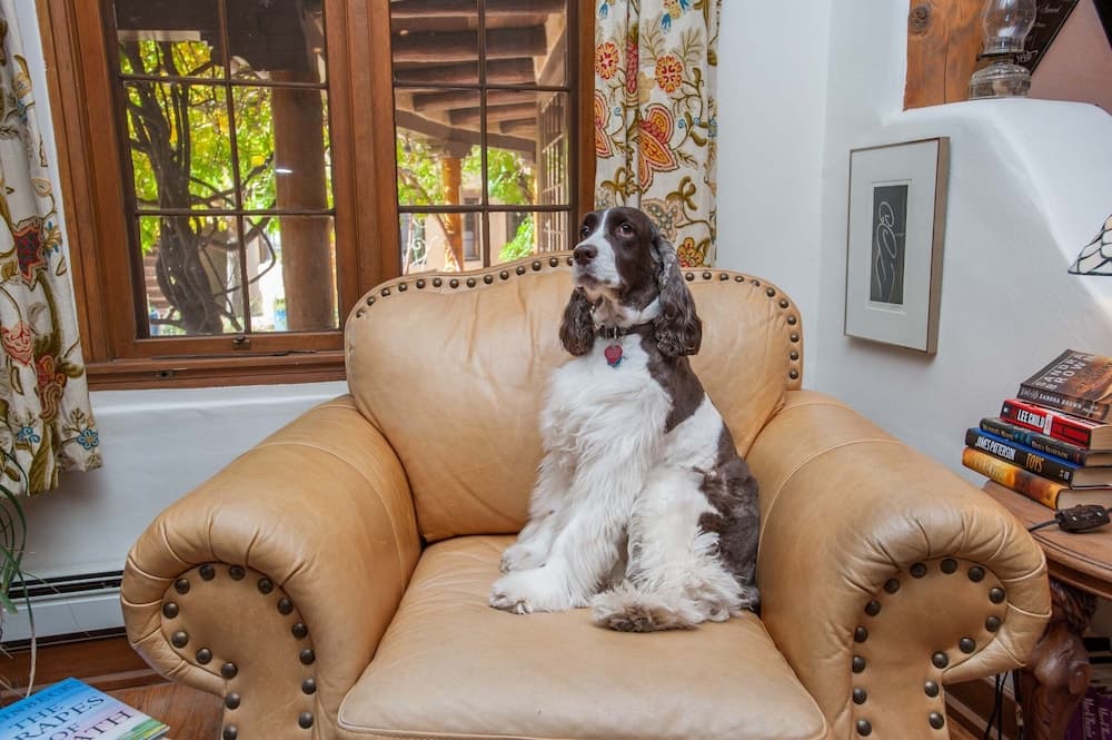 Pet-friendly