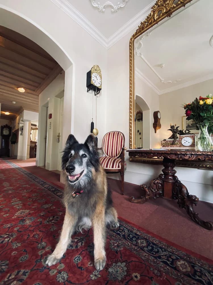 Pet-friendly
