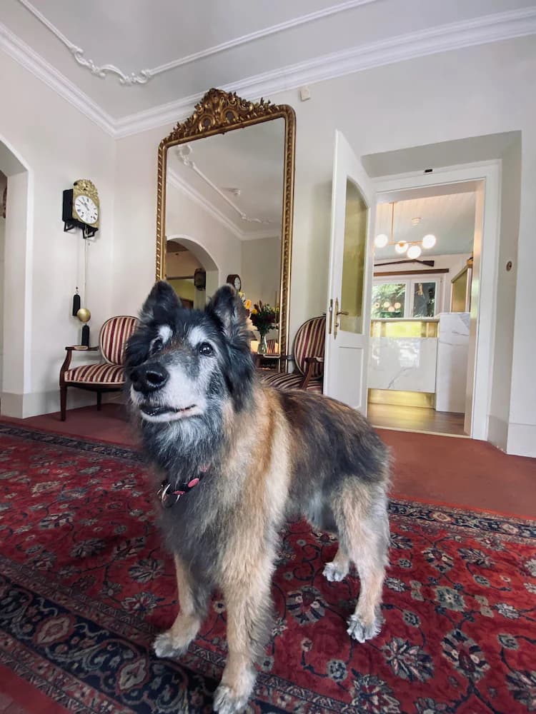 Pet-friendly