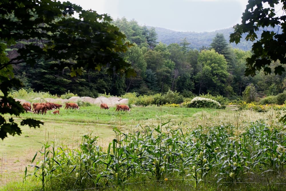 View from property