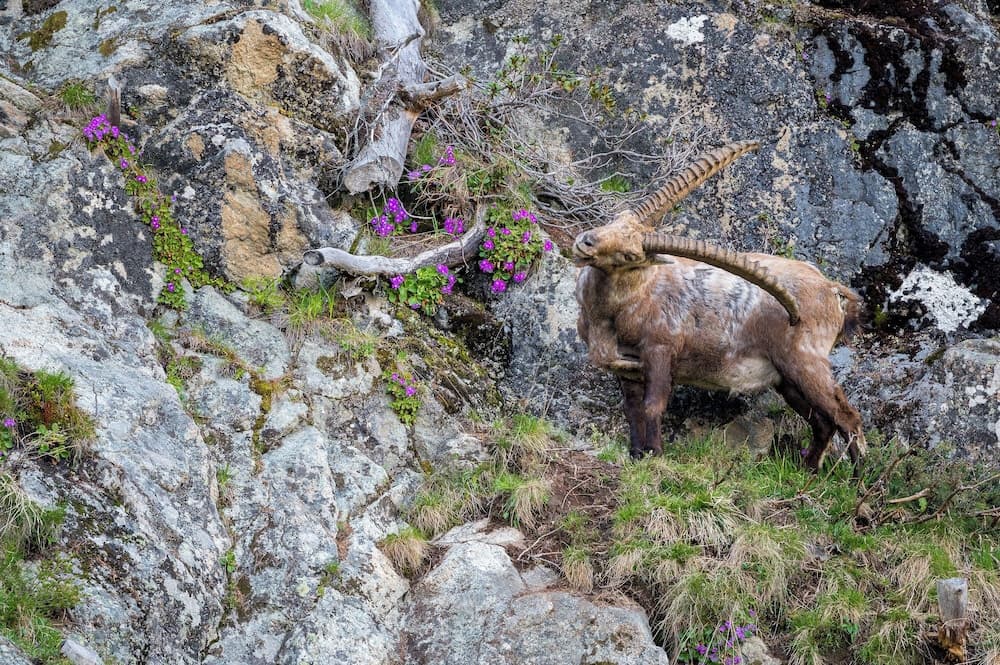 Game viewing