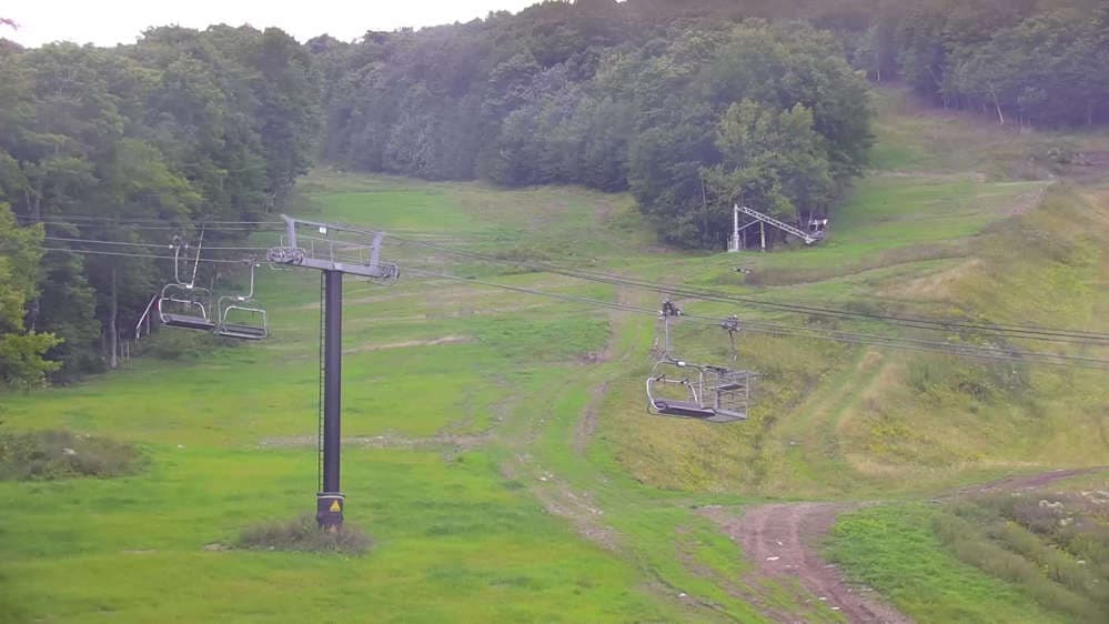 Bear Cam